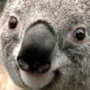 Meet your Posher, Harrison